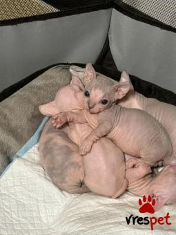 Ράτσα: Σφύξ | Ηλικία: 3 μηνών | Φύλο: Αρσενικό | Αρ. Microchip: 978101082345674 | Ιδιώτης | Pedigree | Περιοχή: Αθήνα, Αττική